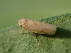 Psammotettix alienus