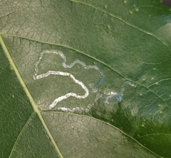 Phyllocnistis unipunctella