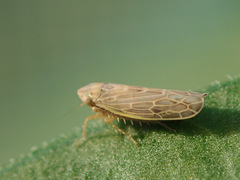 Psammotettix alienus