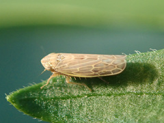 Psammotettix alienus