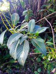 Palicourea lineariflora