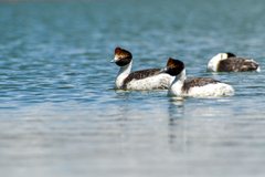 Podiceps gallardoi