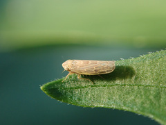 Psammotettix alienus