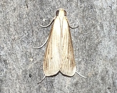 Donacaula roscidellus