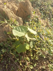 Alchornea glandulosa