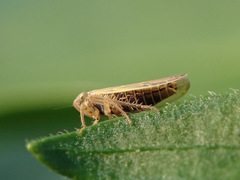 Psammotettix alienus