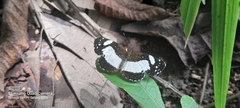 Janatella leucodesma