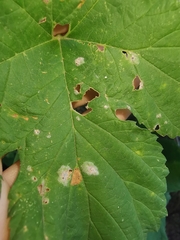 Podosphaera macularis