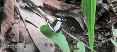 Janatella leucodesma
