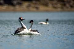 Podiceps gallardoi