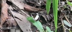 Janatella leucodesma