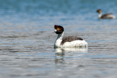 Podiceps gallardoi