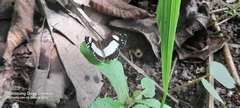 Janatella leucodesma