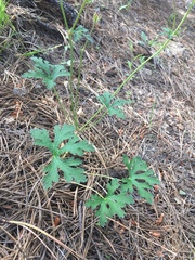 Geranium trolliifolium