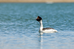 Podiceps gallardoi