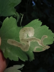 Aulagromyza hendeliana