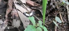 Janatella leucodesma
