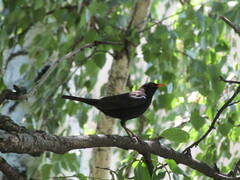 Turdus merula