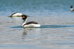 Podiceps gallardoi