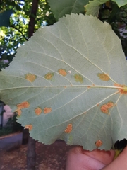 Eriophyes exilis