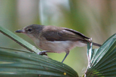 Gerygone magnirostris