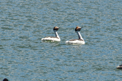 Podiceps gallardoi