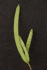 Desmanthus acuminatus