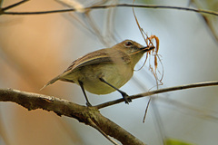 Gerygone magnirostris