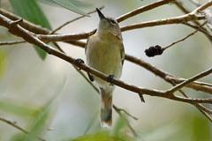 Gerygone magnirostris