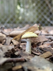 Basidiomycota