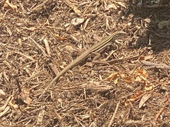 Aspidoscelis sonorae