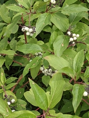 Cornus sericea