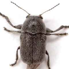 Pachybrachis morosus