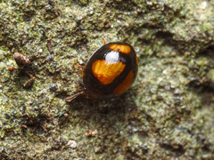 Stethotrypes raffrayi