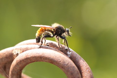 Laphria flava