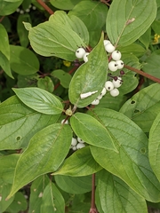 Cornus sericea