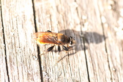 Laphria flava
