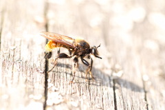 Laphria flava