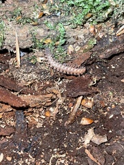 Polydesmus angustus