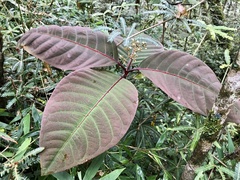 Image of Psorospermum humile