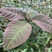 Psorospermum humile - Photo (c) dscherberich, algunos derechos reservados (CC BY-NC), uploaded by dscherberich