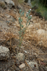 Eriastrum wilcoxii
