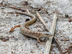 Elgaria multicarinata