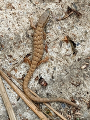 Elgaria multicarinata