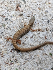 Elgaria multicarinata