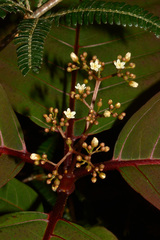 Psorospermum humile image