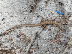 Elgaria multicarinata