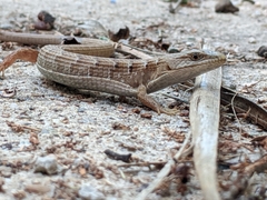 Elgaria multicarinata