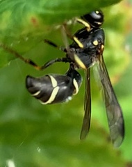 Symmorphus canadensis