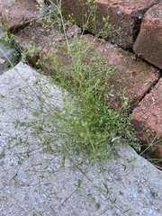 Galium mexicanum